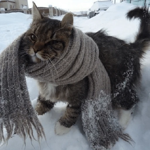 ❄️🐾 Gatos| Cats con Frio 🌨️😽