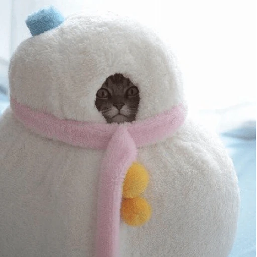 ❄️🐾 Gatos| Cats con Frio 🌨️😽