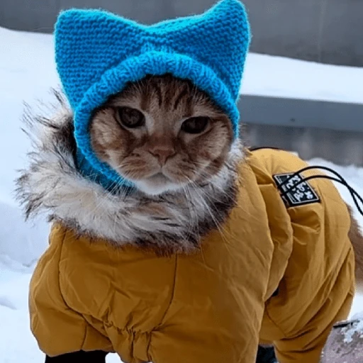 ❄️🐾 Gatos| Cats con Frio 🌨️😽