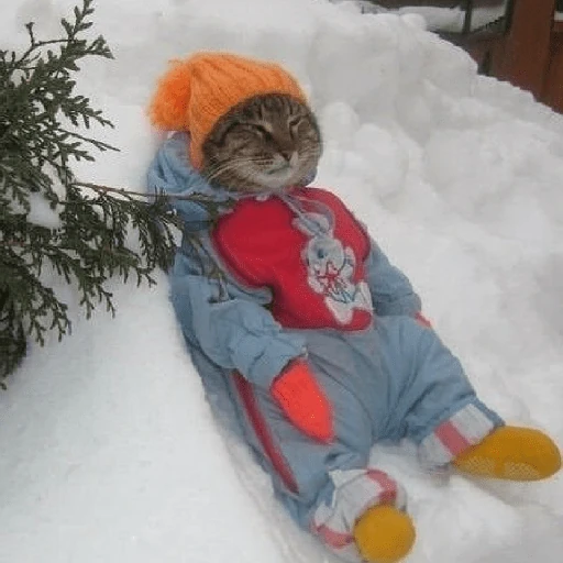 ❄️🐾 Gatos| Cats con Frio 🌨️😽