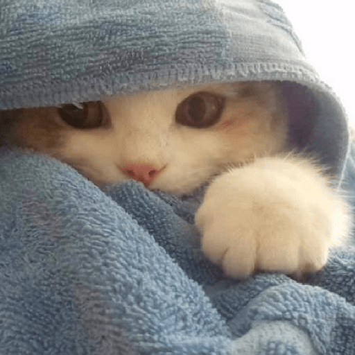 ❄️🐾 Gatos| Cats con Frio 🌨️😽 preview