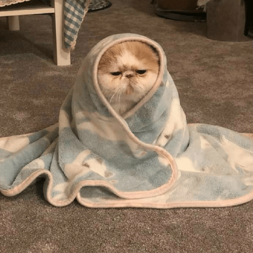 ❄️🐾 Gatos| Cats con Frio 🌨️😽 preview