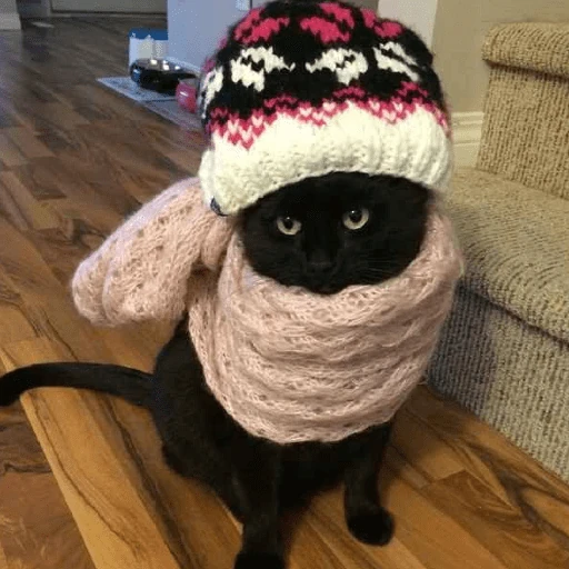 ❄️🐾 Gatos| Cats con Frio 🌨️😽