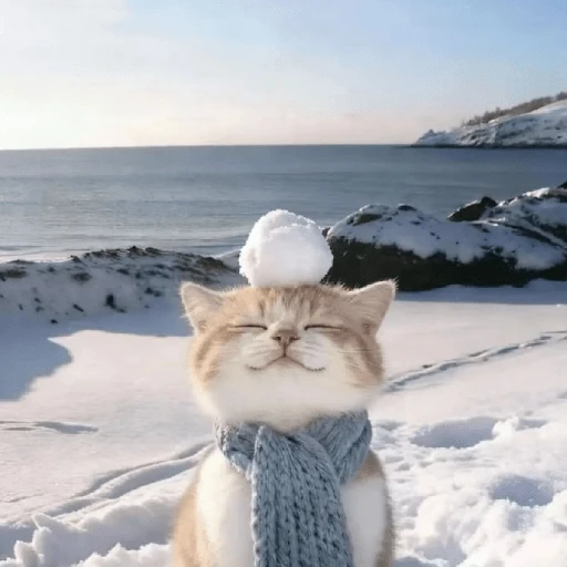 ❄️🐾 Gatos| Cats con Frio 🌨️😽
