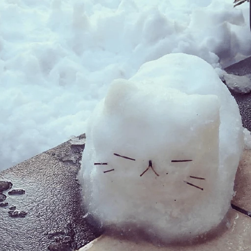 ❄️🐾 Gatos| Cats con Frio 🌨️😽