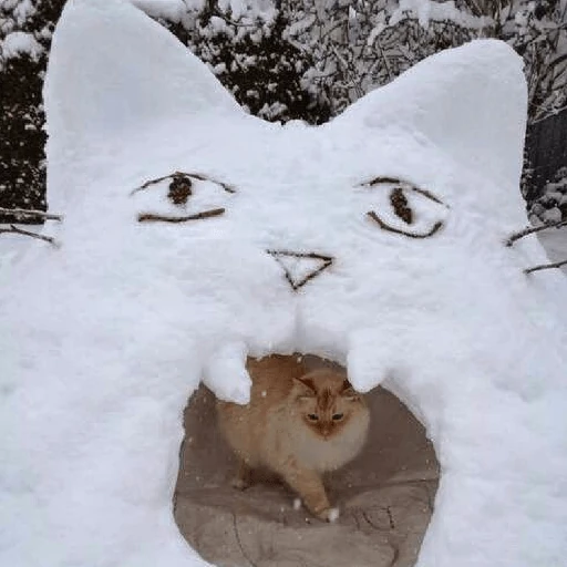 ❄️🐾 Gatos| Cats con Frio 🌨️😽