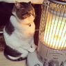 ❄️🐾 Gatos| Cats con Frio 🌨️😽