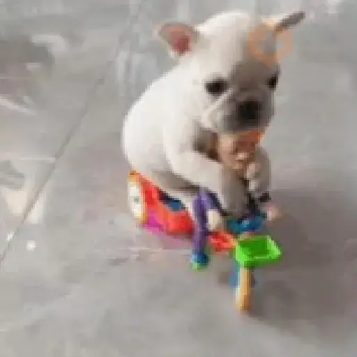 Perro 🐶 Pibble TikTok 🔥🌹 sticker 12