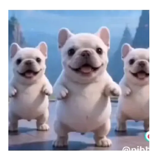 Perro Pibble de Tiktok 🐶🐾