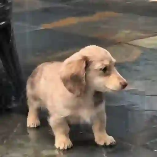 ☔ Lluvia |Rain 🌧️