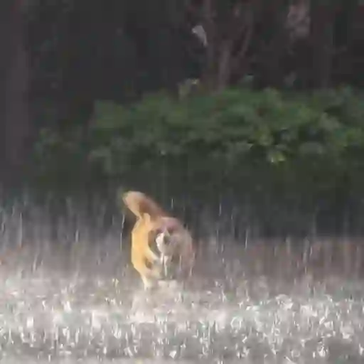 ☔ Lluvia |Rain 🌧️