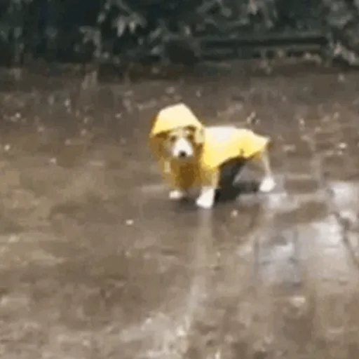 Lluvia 🌧️