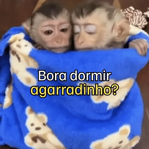 Macaquinhos + frio