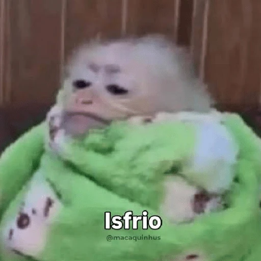 Macaquinhos + frio