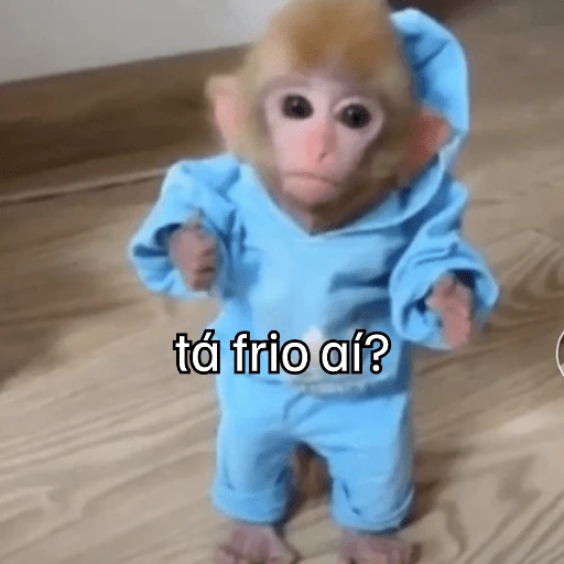 Macaquinhos + frio