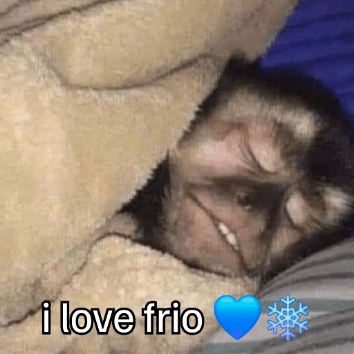 Macaquinhos + frio