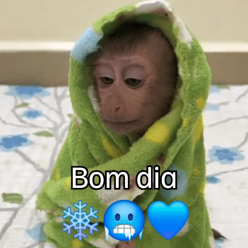 Macaquinhos + frio
