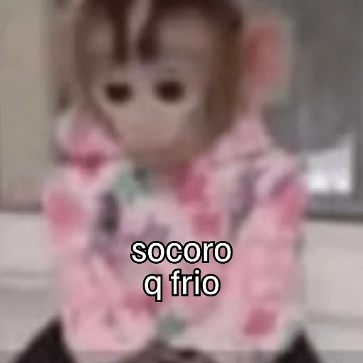 Macaquinhos + frio