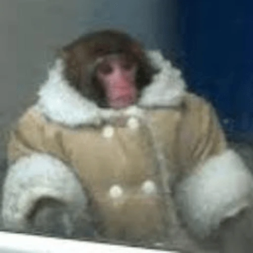 Macaquinhos + frio