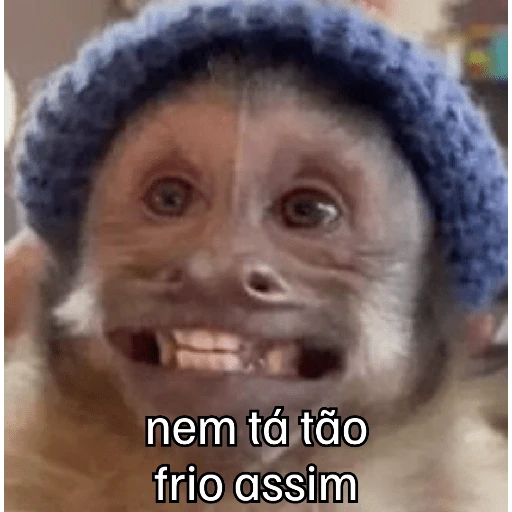 Macaquinhos + frio
