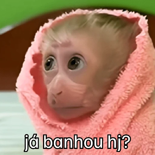 Macaquinhos + frio