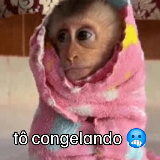 Macaquinhos + frio