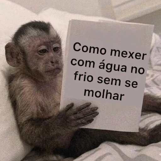 Macaquinhos + frio
