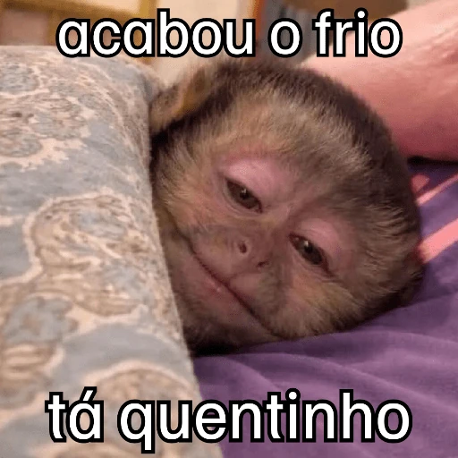Macaquinhos + frio