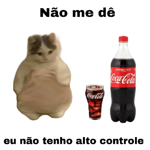 meme gatos