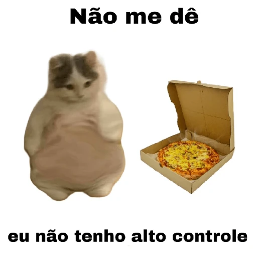 meme gatos