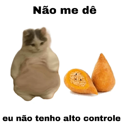 meme gatos