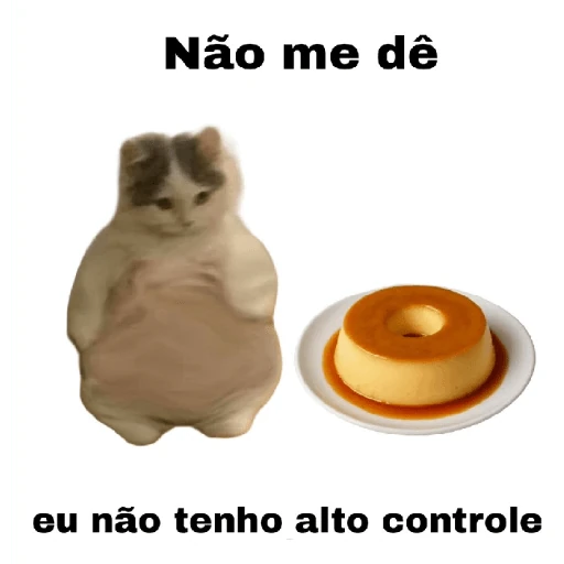 meme gatos