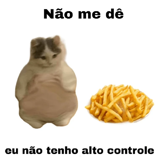 meme gatos