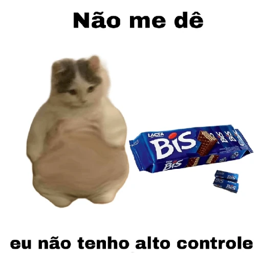meme gatos