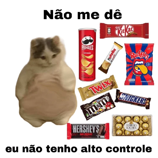 meme gatos