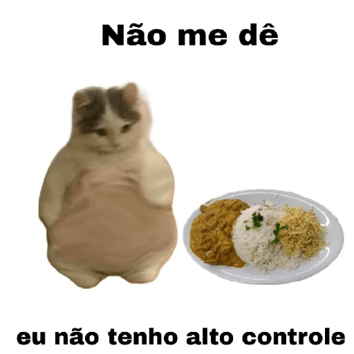meme gatos