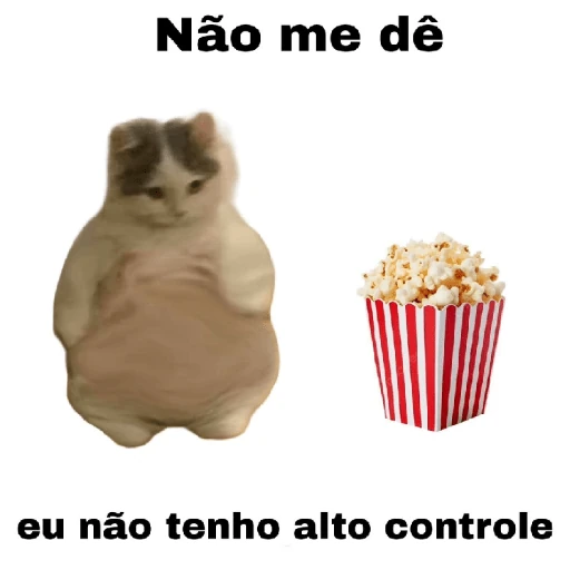 meme gatos