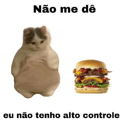 meme gatos