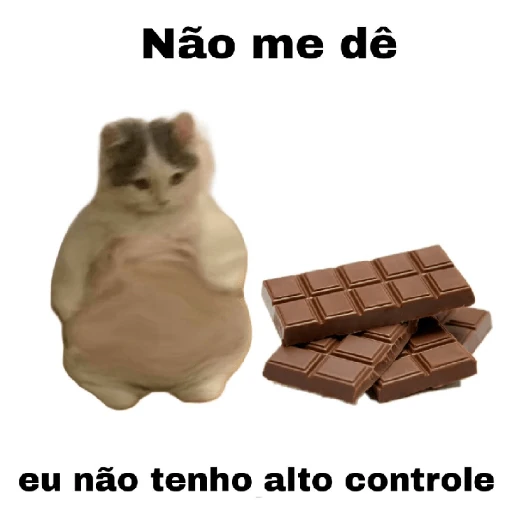meme gatos