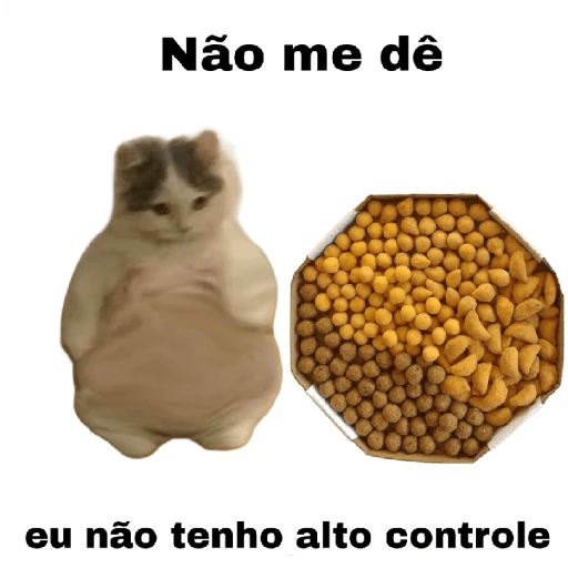 meme gatos