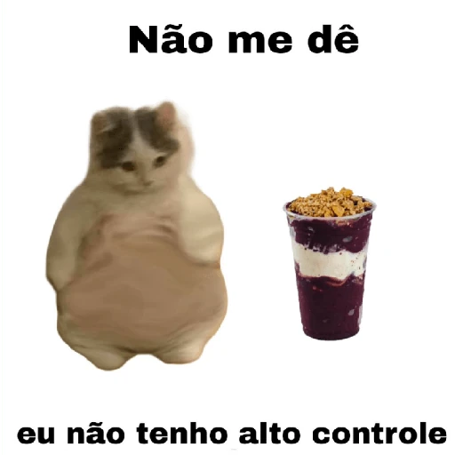 meme gatos
