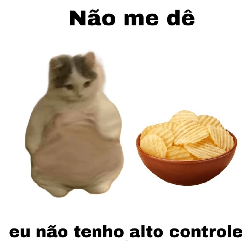 meme gatos
