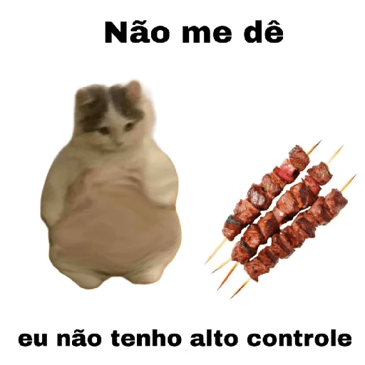 meme gatos