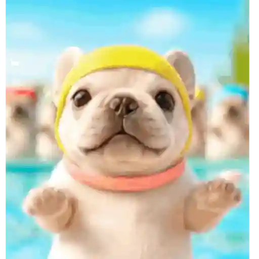 Perro Pibble 🐾✨