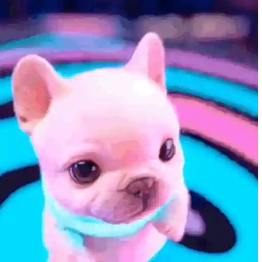 Perro Pibble 🐾✨