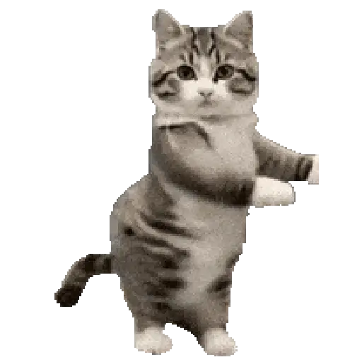 Hachimi chimichi📲Gatos michis🐱