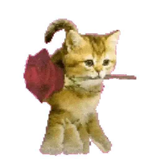 Hachimi chimichi📲Gatos michis🐱