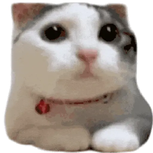 Hachimi chimichi📲Gatos michis🐱