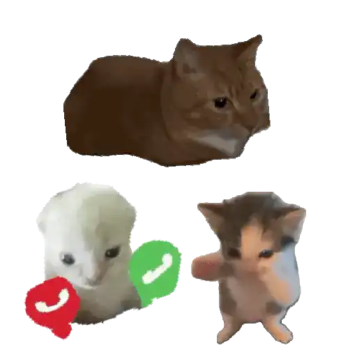 Hachimi chimichi📲Gatos michis🐱