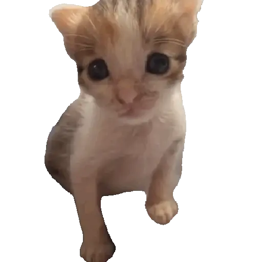 Hachimi chimichi📲Gatos michis🐱